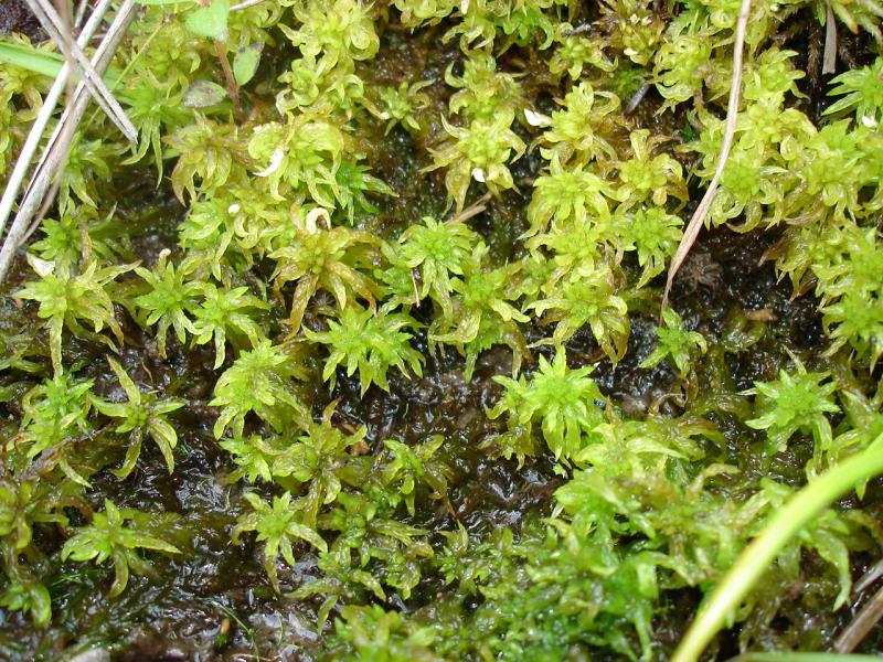 Sphagnum Moss Outdoor Alabama